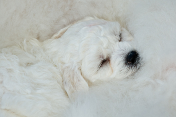 3PL0872-puppy-snuggling-Final-for-web