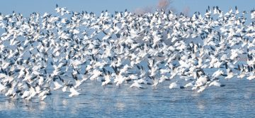 Snow Geese Taking Flight