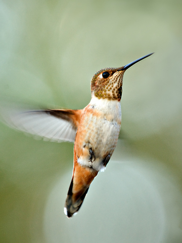 98_3PL0888-humming-bird-2-sharp-250-for-web