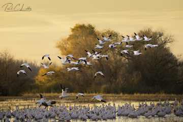 Fall-Snow-Geese