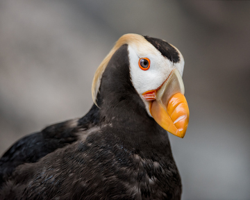 PCL0960-tufted-puffin-Edit-copy-final