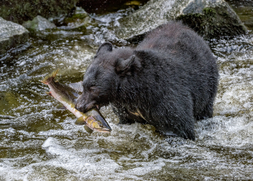 PCL3587-bear-with-salmon-TC-copy-copy