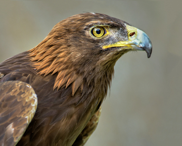 PCL4742-Edit-Eagle-Profile-4x5-TC-250-copy