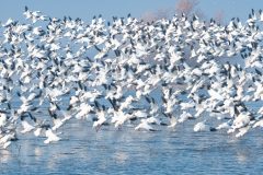 Snow Geese Taking Flight