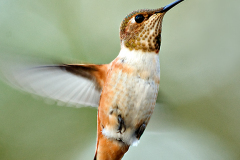 98_3PL0888-humming-bird-2-sharp-250-for-web