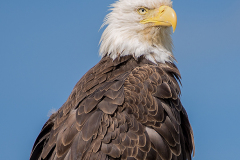 PCL0643-Edit-Eagle-FSS-cropped-copy