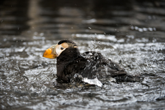 PCL0894-puffin-splashing-tc-copy