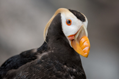 PCL0960-tufted-puffin-Edit-copy-final