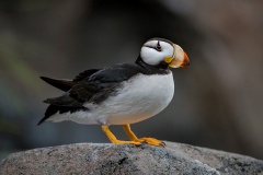 PCL0981-Edit-puffin-copy