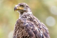 PCL3158-Edit-young-eagle-tc-crop-FSS-copy