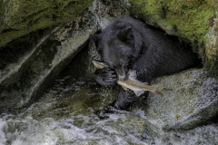 PCL3364-Edit-bear-with-salmon-tc-Edit