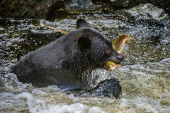 PCL3561-Edit-bear-with-fish-tc-copy