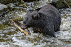 PCL3587-bear-with-salmon-TC-copy-copy