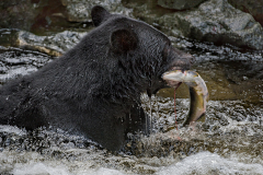 PCL3604-bear-with-salmon-tc-copy