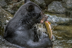PCL3789-Edit-bear-sitting-up-tc-copy