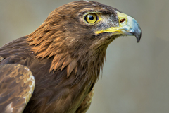 PCL4742-Edit-Eagle-Profile-4x5-TC-250-copy