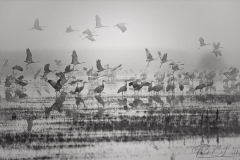 Sandhill Cranes