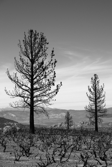 Dead-Forest-BW