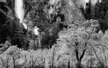 Bridalveil_trees