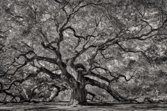 Angel Oak