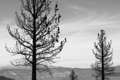 Dead-Forest-BW