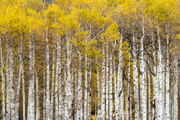 PCL0591-Aspen-Forest-Edit-copy