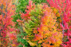 20111231-_D4P7271-color-impasto