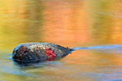 20130929-_D4P6133-rock-with-leaves-Edit-Edit