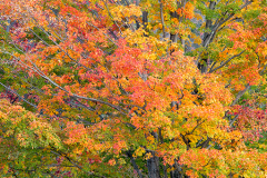 D4P7320-Edit-single-tree-copy