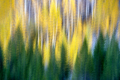 PCL1602-Edit-evergreens-and-aspens-copy
