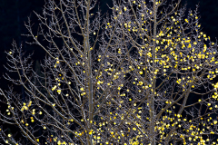 PCL1729-Edit-lost-leaves-vert-copy