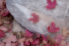 Paul_3PL2765-leaves-on-rock-diffusion-glow-for-web