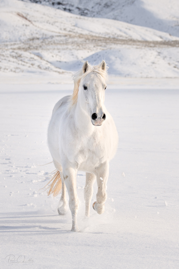 8509496-Edit_white_horse__FSS_Print_signed-copy