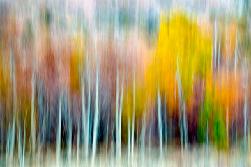 Aspen-Forest-Abstract-3