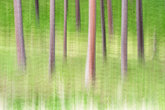 D4P2920-trees-multiple-tc-copy-combined
