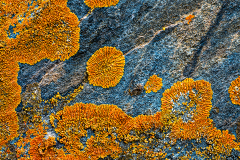 PCL4211-lichen-2x3-copy-copy-c30