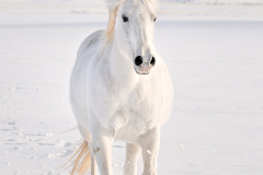 8509496-Edit_white_horse__FSS_Print_signed-copy