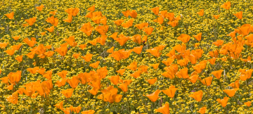 2PL4067-Poppies-pano-no-purple-for-web