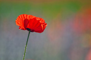 3PL3334-small-single-poppy-with-purple