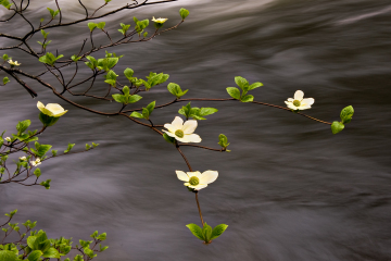 3PL6856-dogwood-4-250-for-web