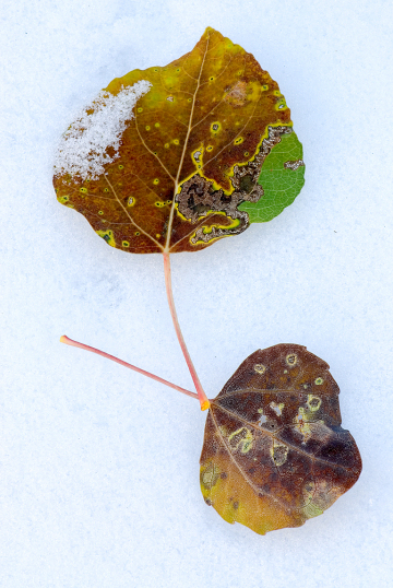 Aspen-Leaves-in-Snow