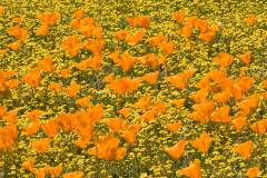 2PL4067-Poppies-pano-no-purple-for-web