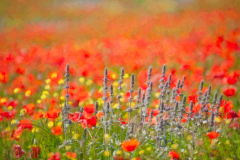 3PL3296-small-purple-front-poppies-allien