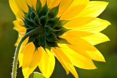 3PL3305-Yellow-flower-250