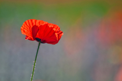3PL3334-small-single-poppy-with-purple