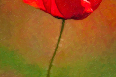 3PL3350-small-poppy-250-alien-paint