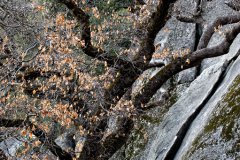 3PL4342-tree-250xhalf