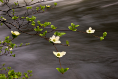 3PL6856-dogwood-4-250-for-web