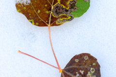 Aspen-Leaves-in-Snow