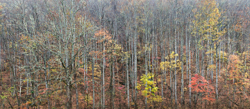 Untitled_Panorama1-old-wood-crop-tc250